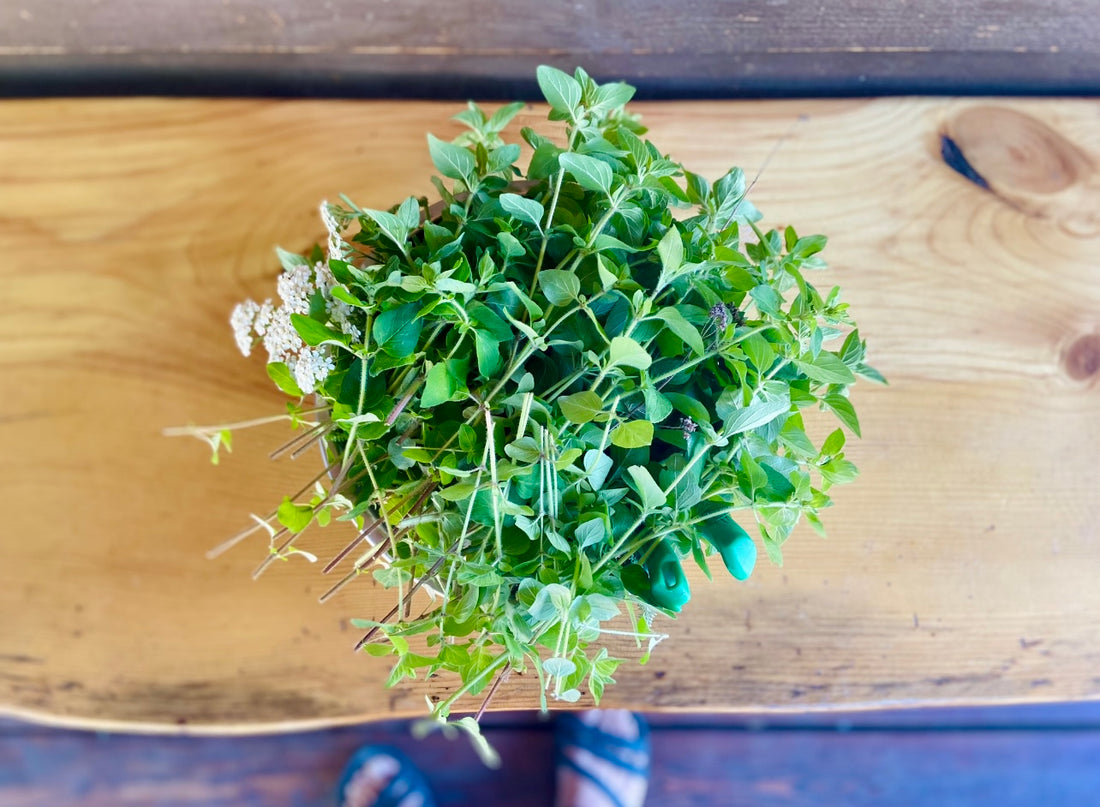 Yarrow and Oregano wildharvest!