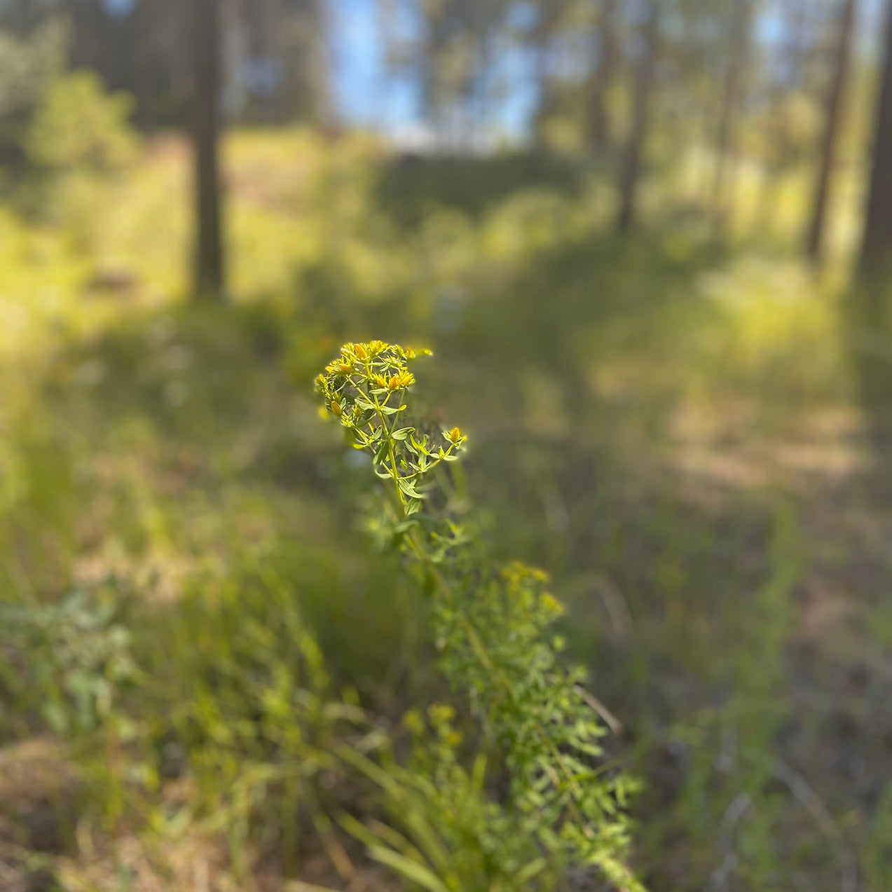 Αλοιφή St John's Wort