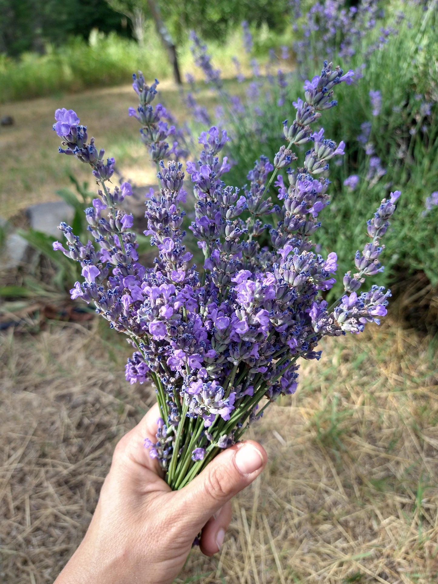 Lavender Salve, 1 oz