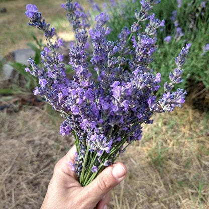 Lavender Salve, 2 oz